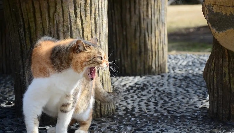 Les chats se battent-ils ou font-ils semblant de se battre ? Cela dépend de leurs miaulements