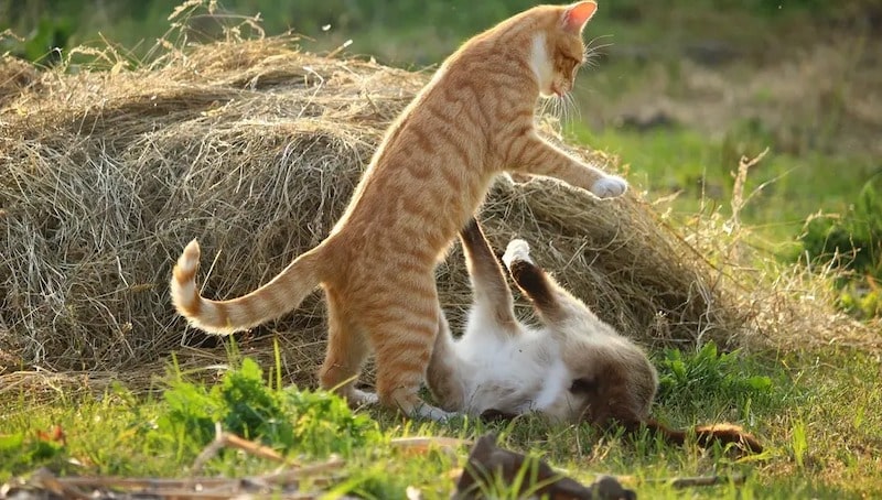 Les chats se battent-ils ou font-ils semblant de se battre ? Cela dépend de leurs miaulements