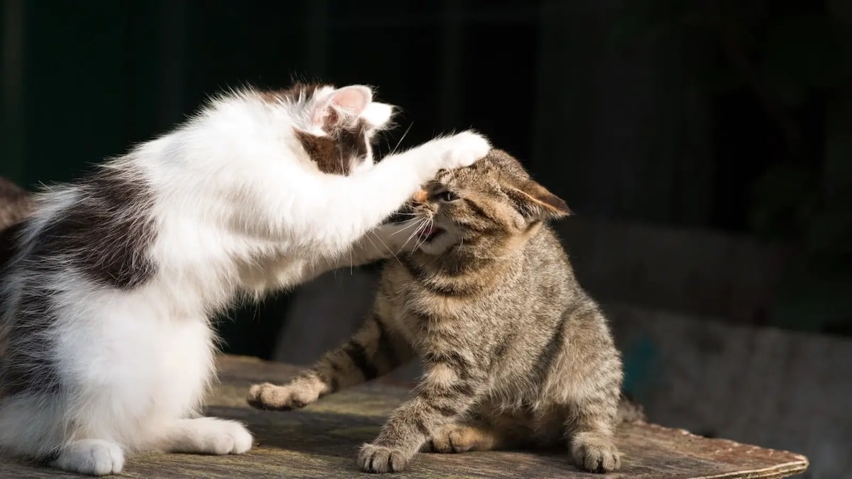 Les chats se battent-ils ou font-ils semblant de se battre ? Cela dépend de leurs miaulements