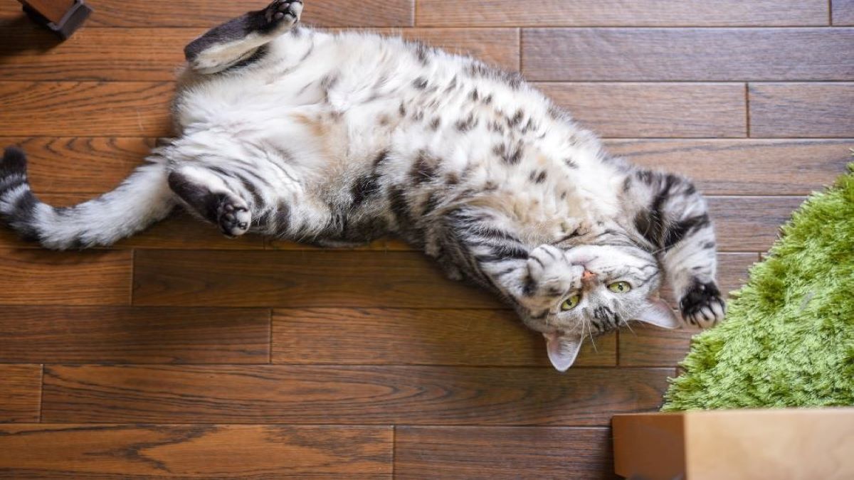 Les chats peuvent-ils être chatouilleux ? Voici la réponse