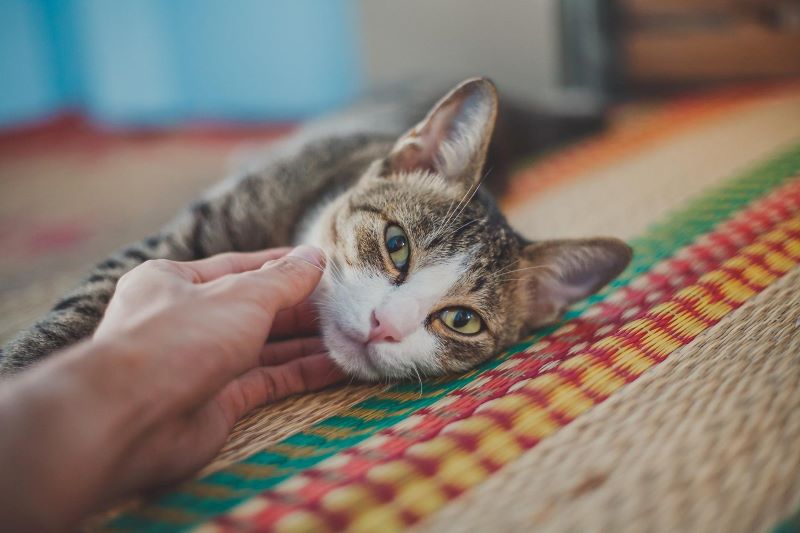 Les chats sont-ils chatouilleux ?