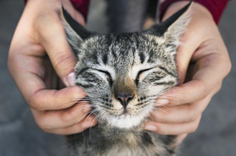 Les chats sont-ils chatouilleux ?