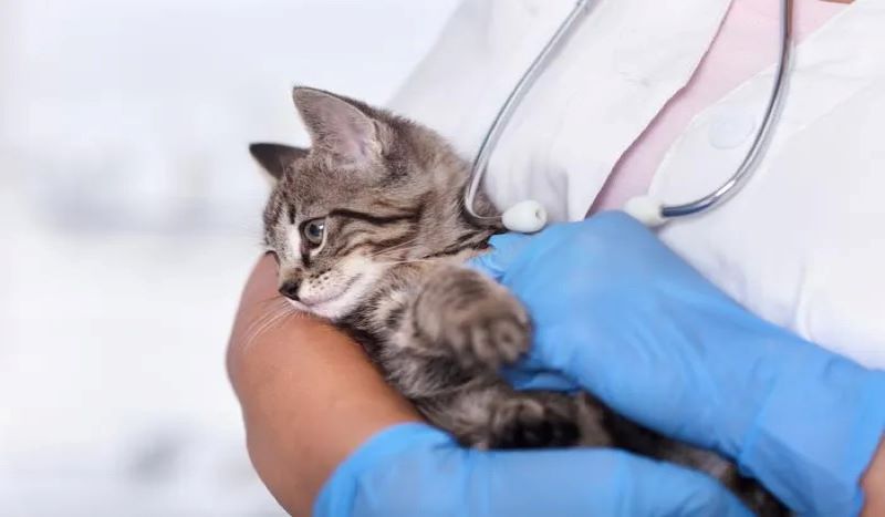 Les chats, transmettent-ils vraiment autant de maladies qu'on le dit ?