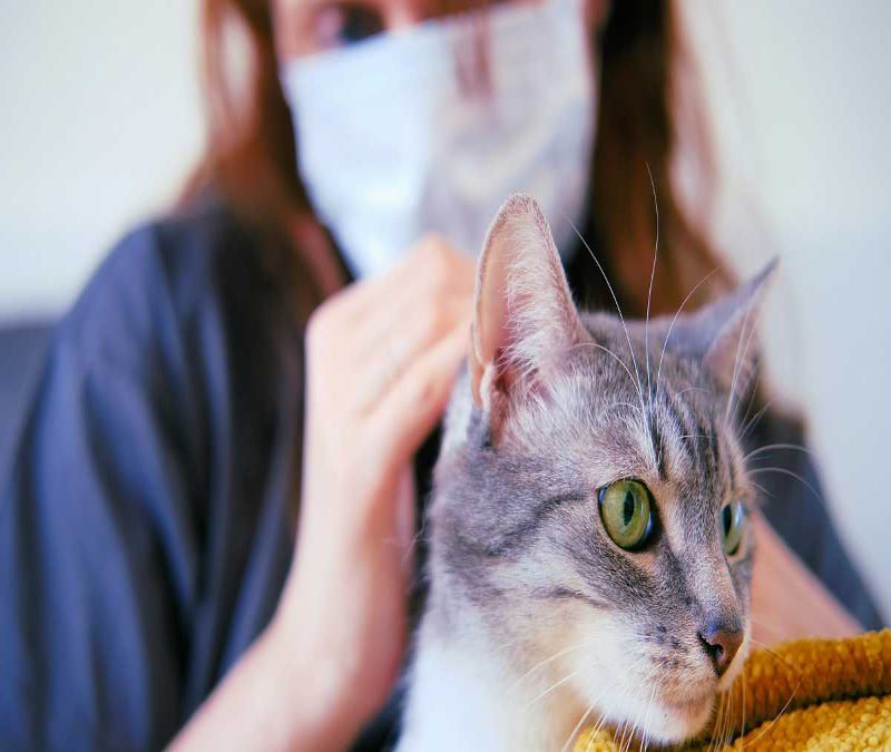 Les chats, transmettent-ils vraiment autant de maladies qu'on le dit ?