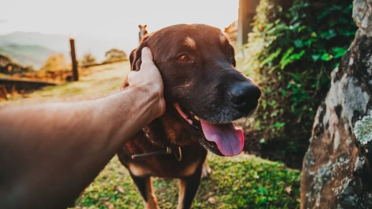 Les chiens aiment-ils qu'on leur parle comme s'ils étaient des bébés ? La réponse des experts