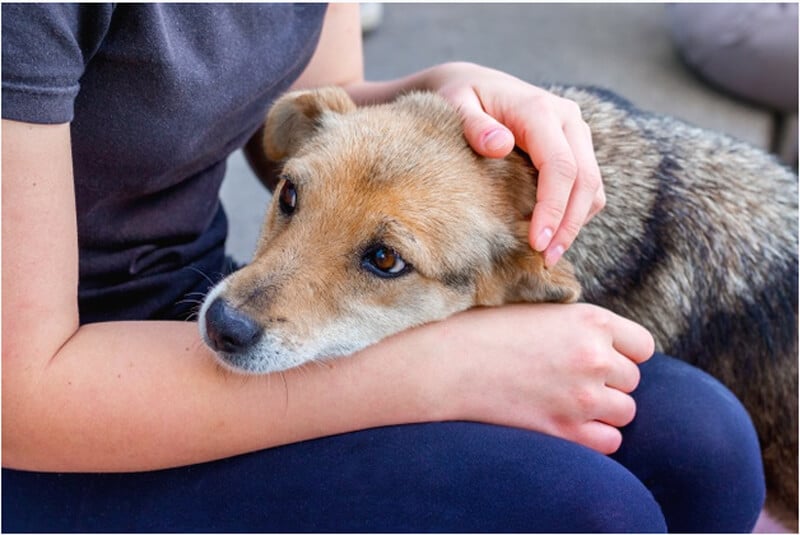 Les chiens savent quand leur maître est (ou va tomber) malade