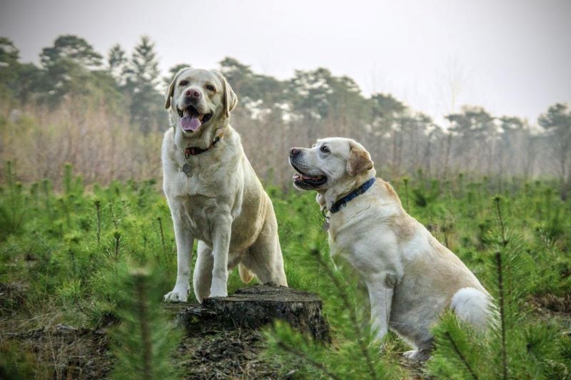 Les gestes de votre chien qui indiquent son humeur