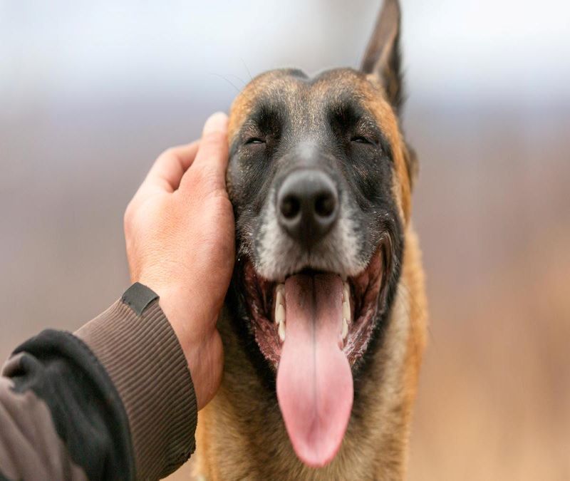 Les gestes de votre chien qui indiquent son humeur