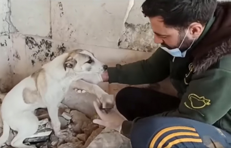 L’homme à chats d’Alep œuvre pour sauver les animaux dévastés par les séismes en Syrie