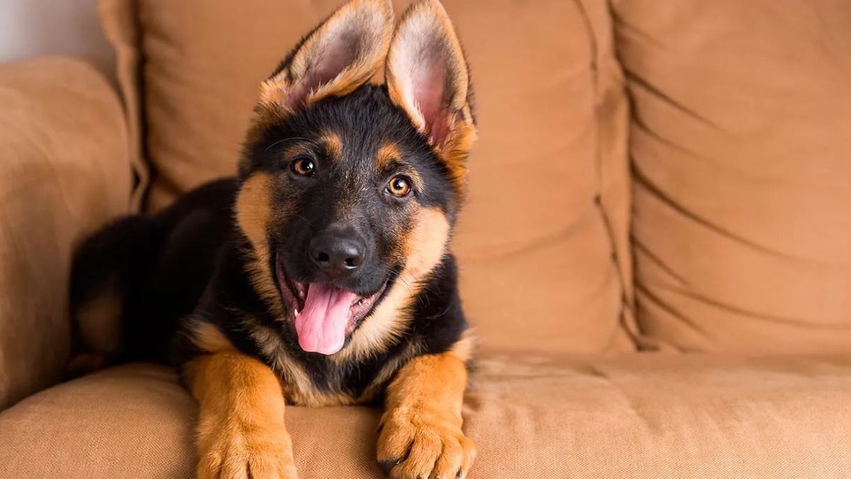 Voici liste des races de chiens les plus chères au monde