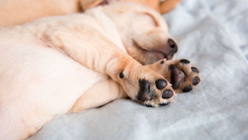 Ne marchez jamais sur les pattes de votre chien, voici pourquoi