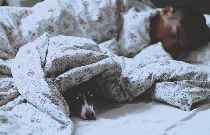 Où votre chien doit-il dormir pour son bien-être ? Voici la réponse