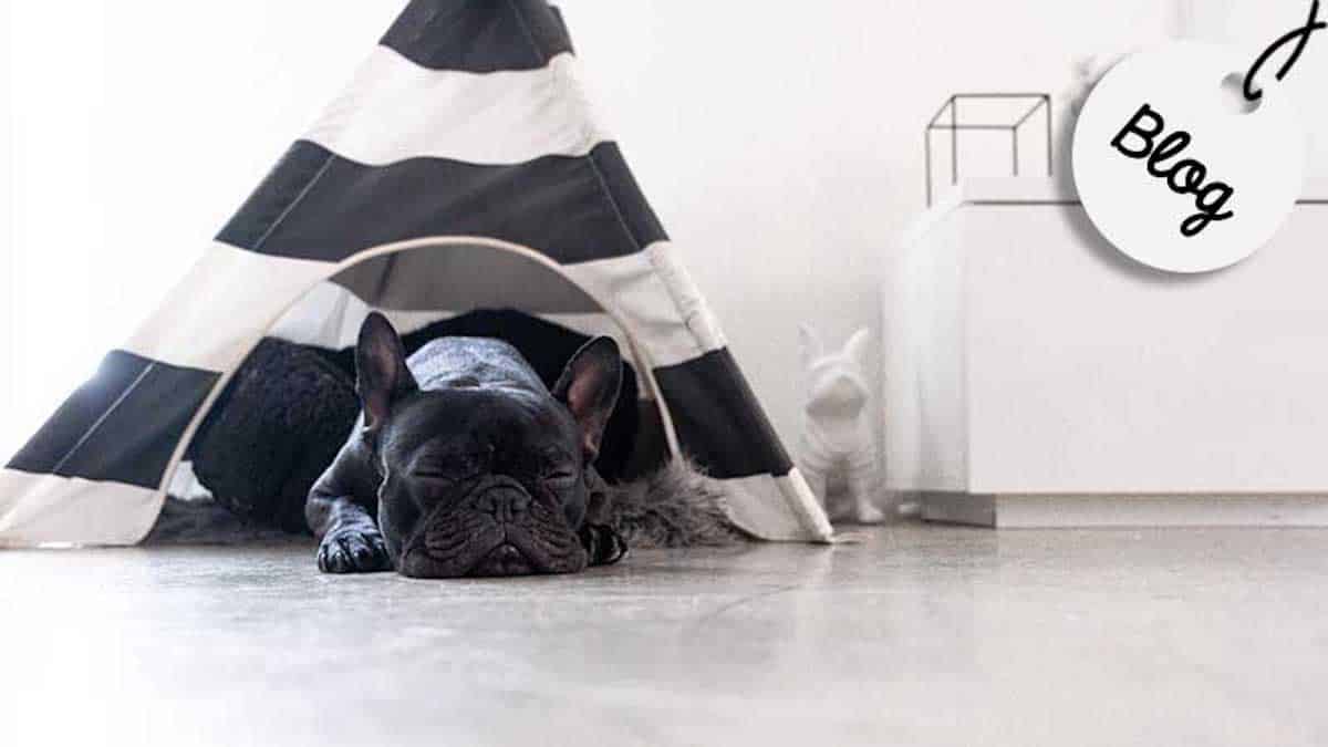 Où votre chien doit-il dormir pour son bien-être ? Voici la réponse