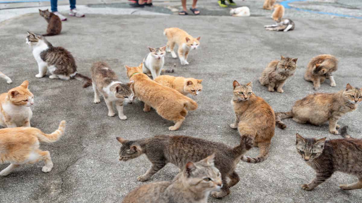 (Photos) Voici l'île japonaise avec plus de chats que d'habitants