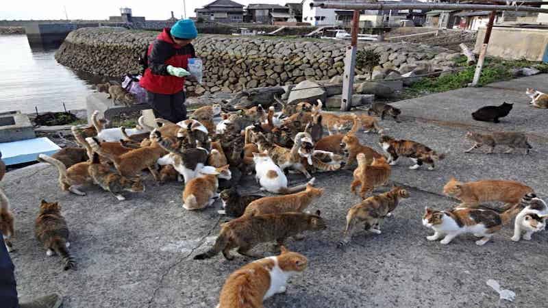 L'île japonaise avec plus de chats que d'habitants