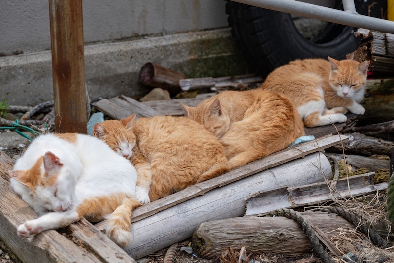(Photos) Voici l'île japonaise avec plus de chats que d'habitants