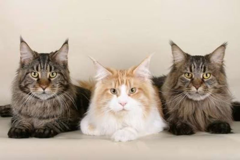 (Photos) Voici quelles sont les races de chats les plus affectueuses