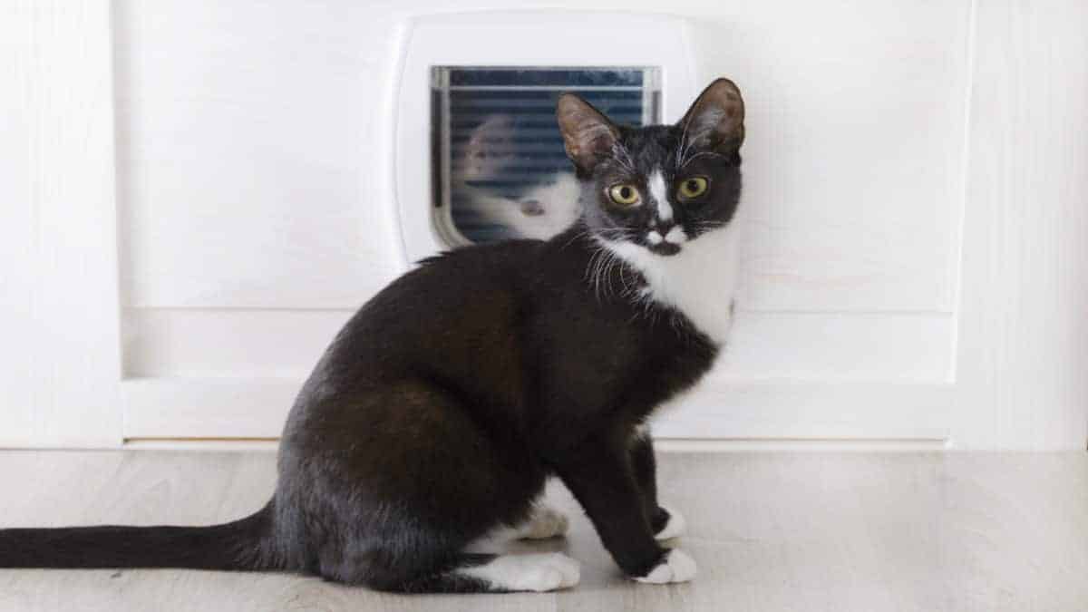 Voici pourquoi il est toujours bon d'avoir un chat à la maison