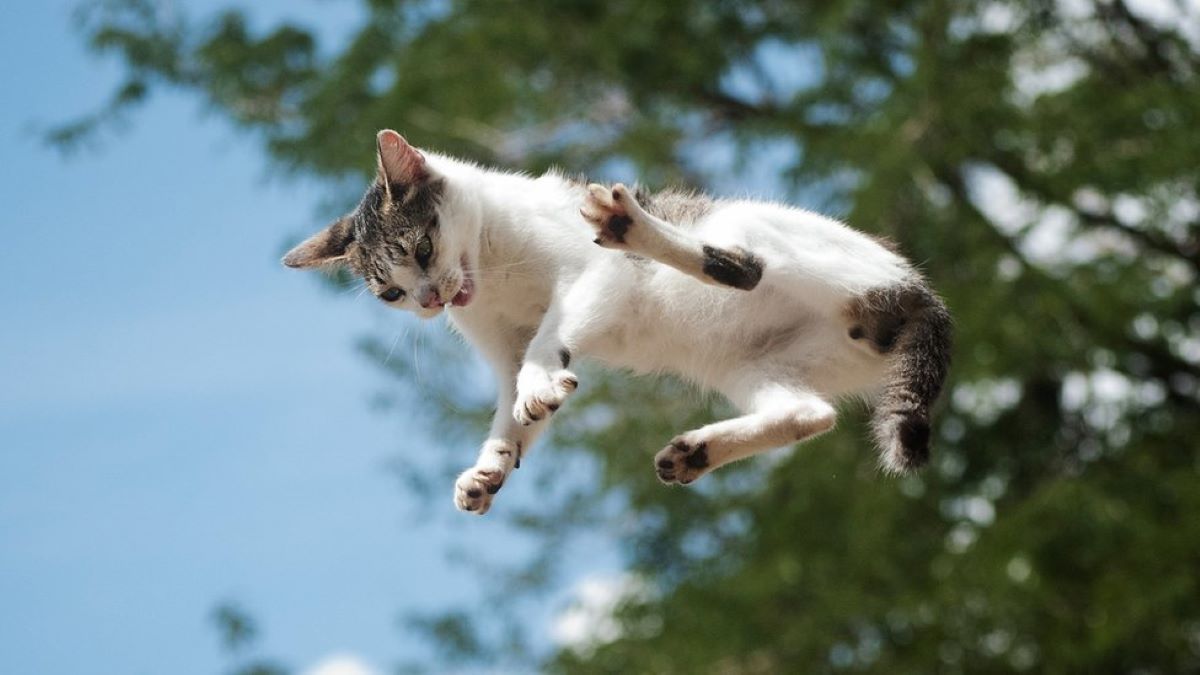 Pourquoi les chats atterrissent-ils toujours sur leurs pattes ?