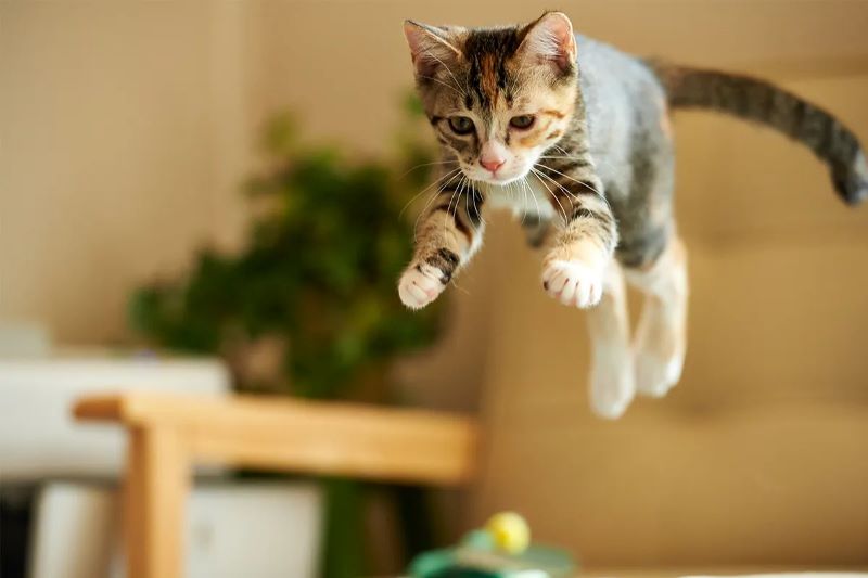 Pourquoi les chats atterrissent-ils toujours sur leurs pattes ?