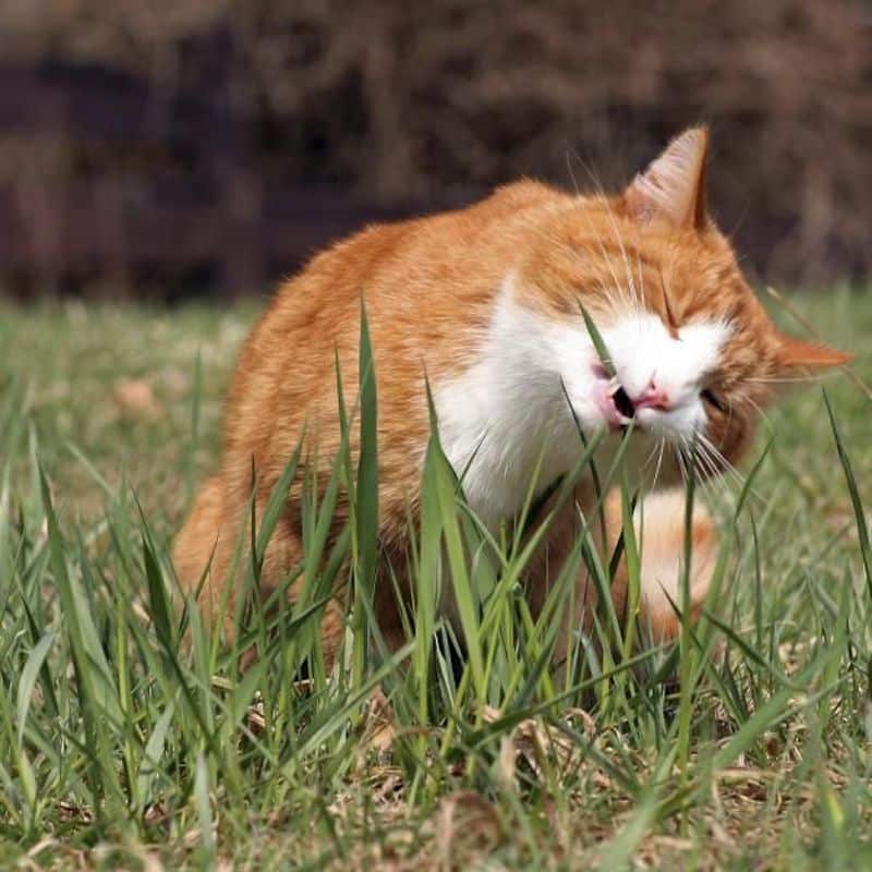Voici pourquoi les chiens et les chats ont l'étrange habitude de manger de l'herbe