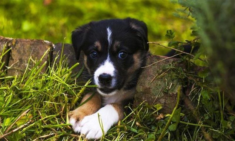 Voici pourquoi les chiens et les chats ont l'étrange habitude de manger de l'herbe