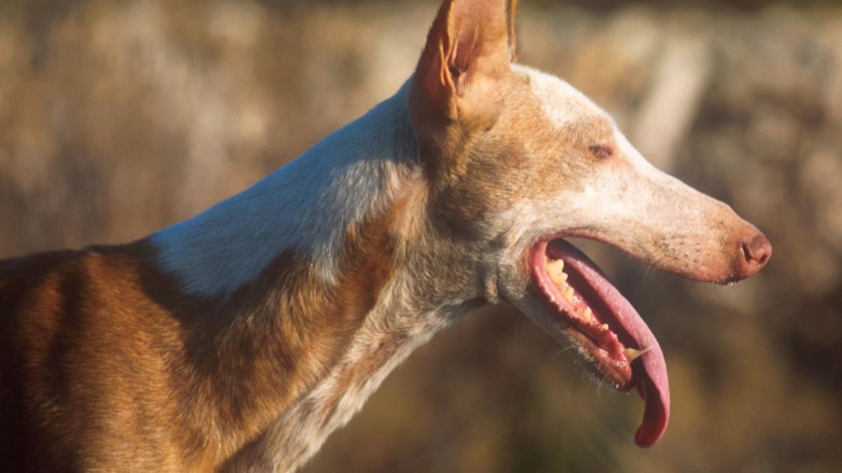 Voici pourquoi les chiens et les chats ont l'étrange habitude de manger de l'herbe