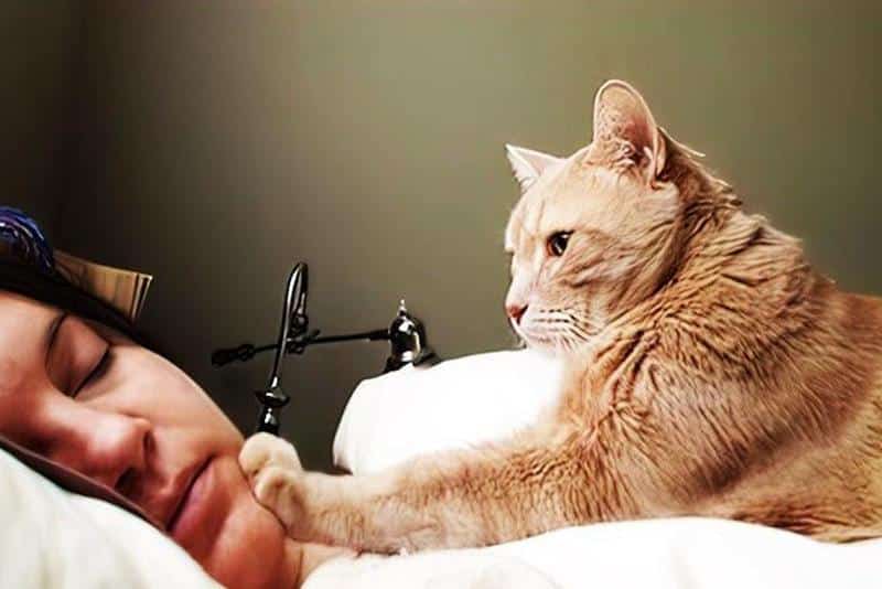 Pourquoi les chats nous massent avec leurs pattes ? La réponse des experts