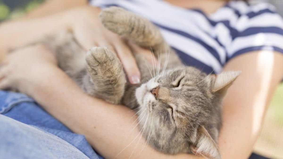 Pourquoi les chats ronronnent-ils ? La réponse des experts