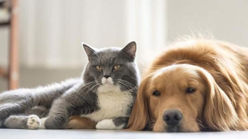 Les chats vivent plus longtemps que les chiens ? Voici pourquoi