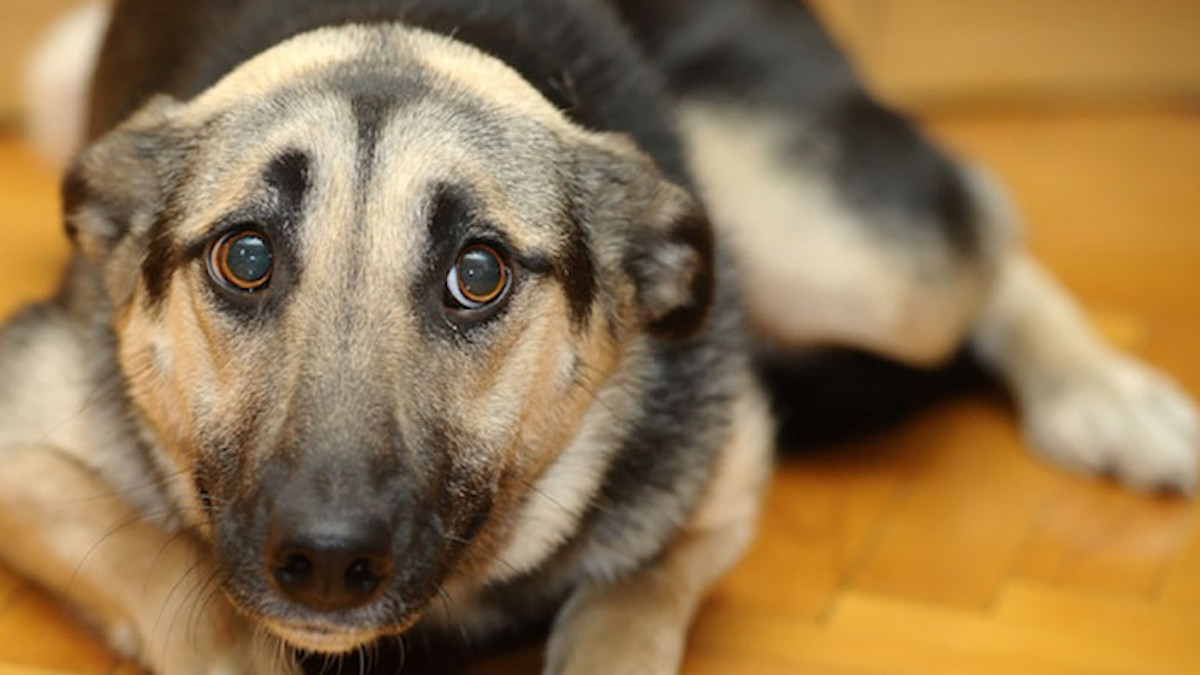 Pourquoi les chiens ont-ils une peur du tonnerre et des orages ?