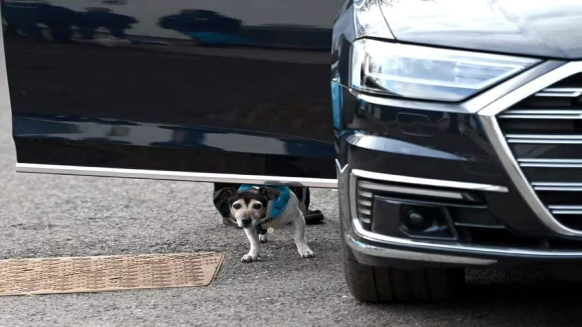 Pourquoi les chiens urinent-ils souvent sur les pneus de voiture ?
