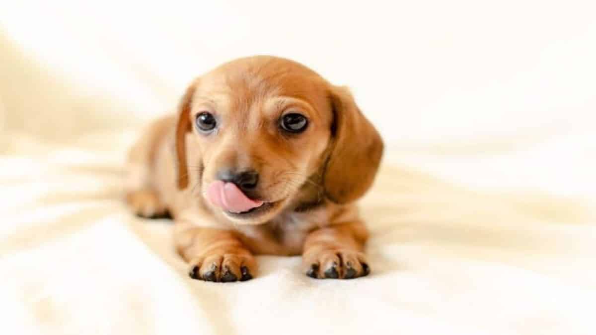 Pourquoi les chiens vous lèchent-ils ? La réponse n'est pas celle que vous attendez