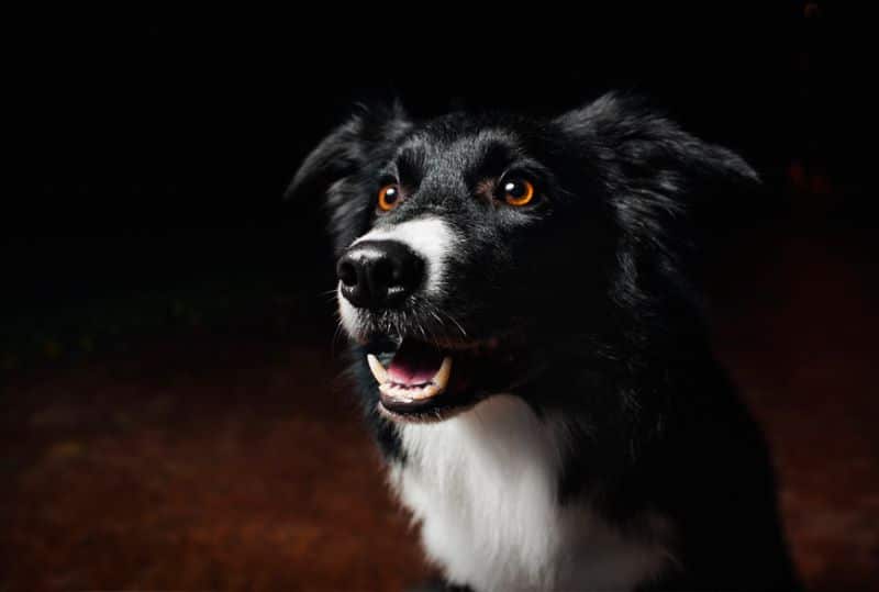 Pourquoi les yeux des chiens et des chats brillent-ils dans le noir ? La réponse des experts