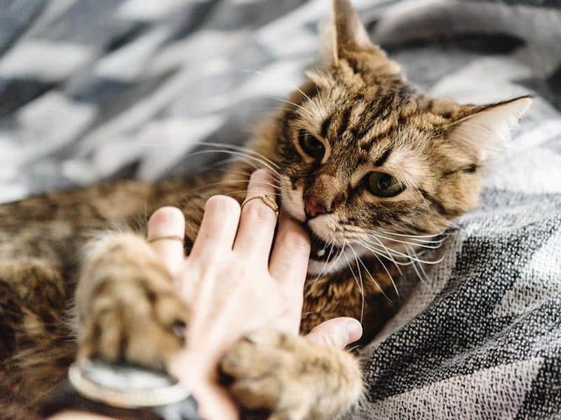 Pourquoi mon chat me lèche puis me mord ? La réponse des experts