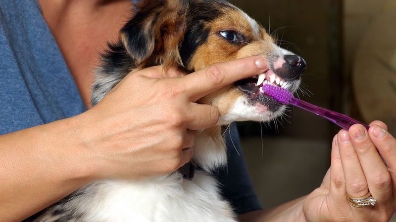 Prophylaxie dentaire chez les chiens et les chats : les risques ?