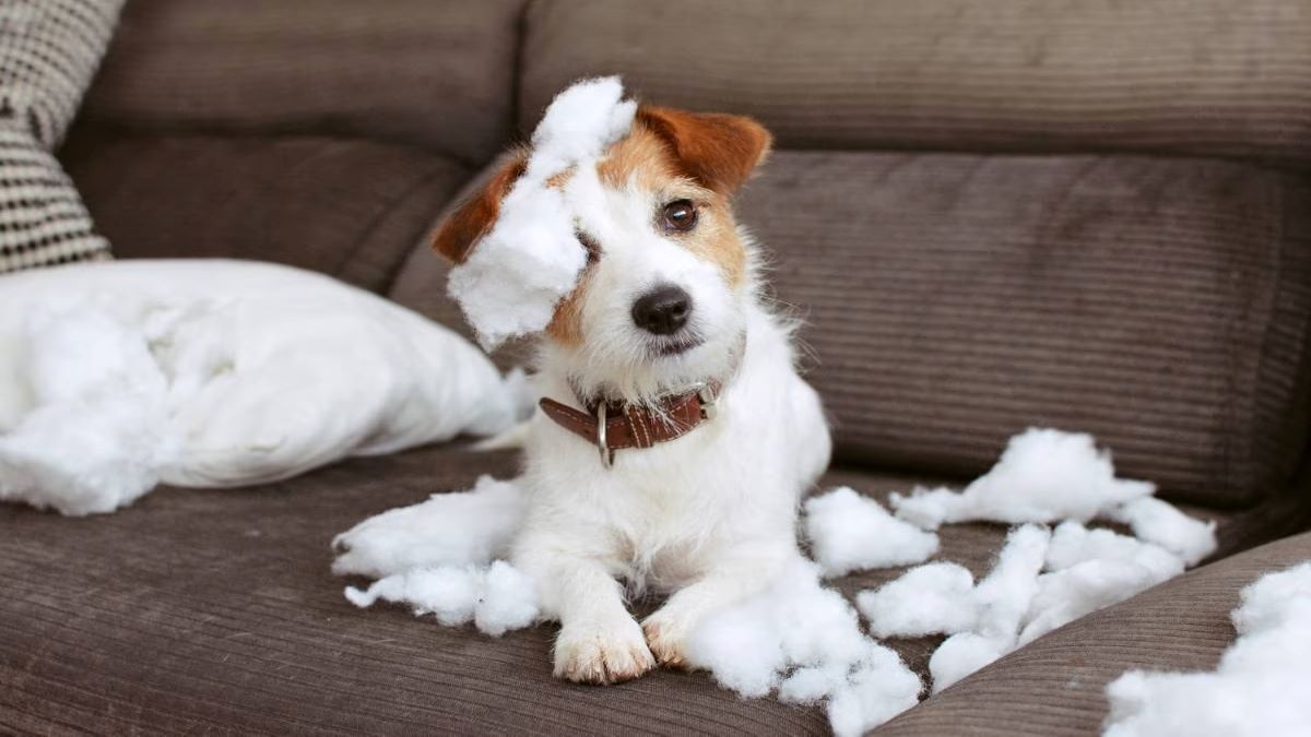 Voici comment empêcher votre chien de mordre vos meubles