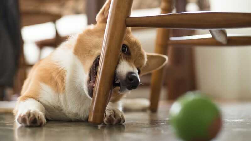 Que faire pour empêcher votre chien de mâcher les meubles ?