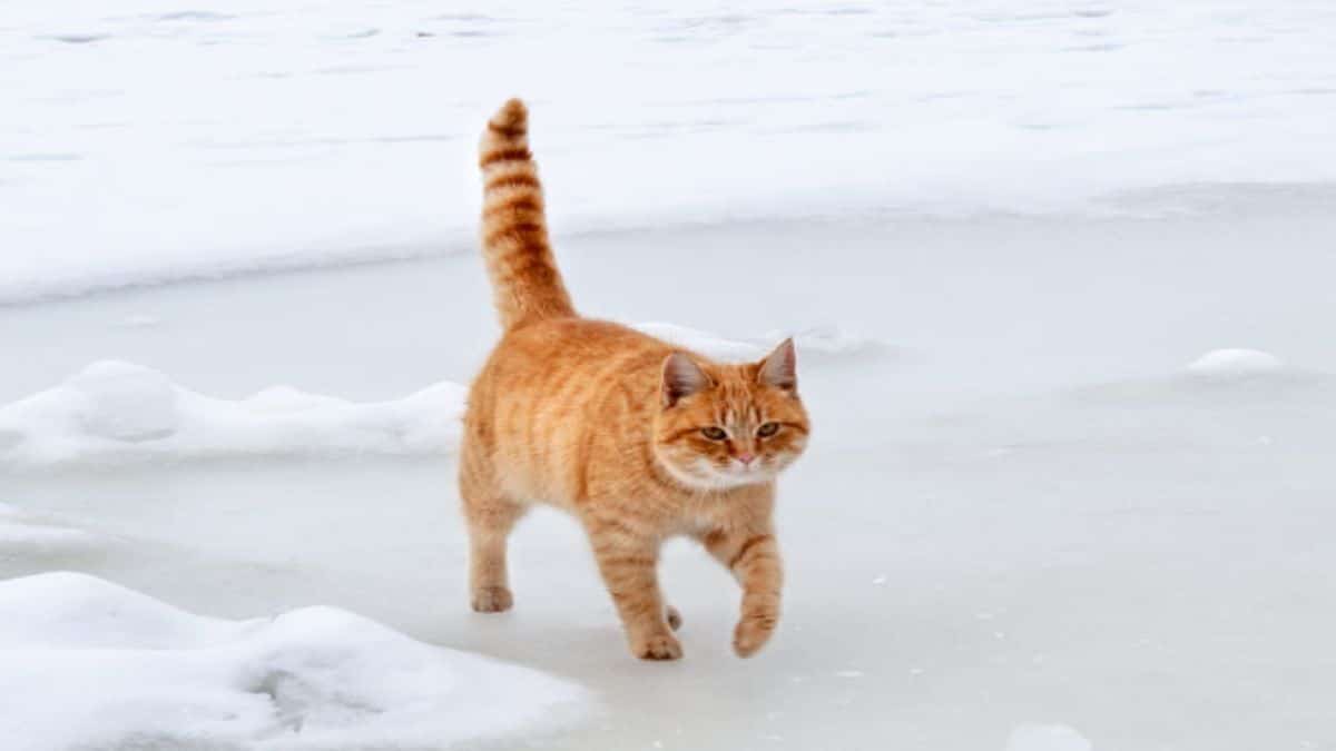 Que se passe-t-il si votre chat se casse la queue ?