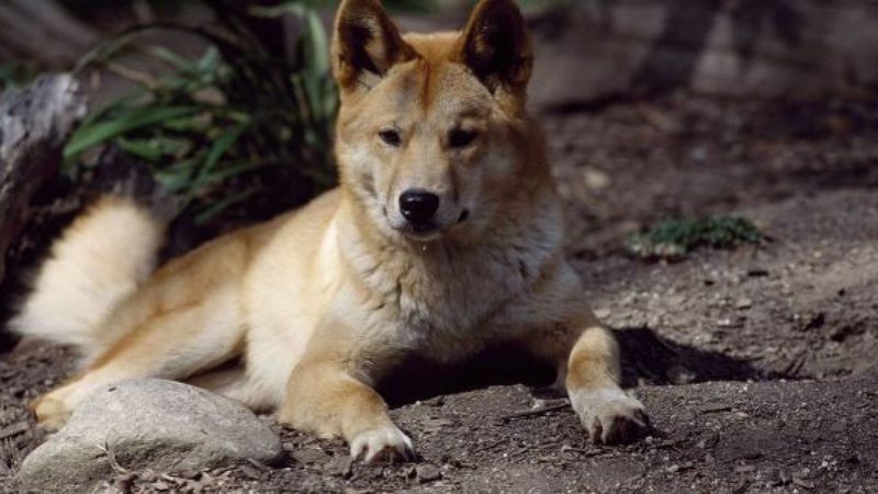 Que sont les dingos et pourquoi sont-ils un laboratoire biologique naturel ?