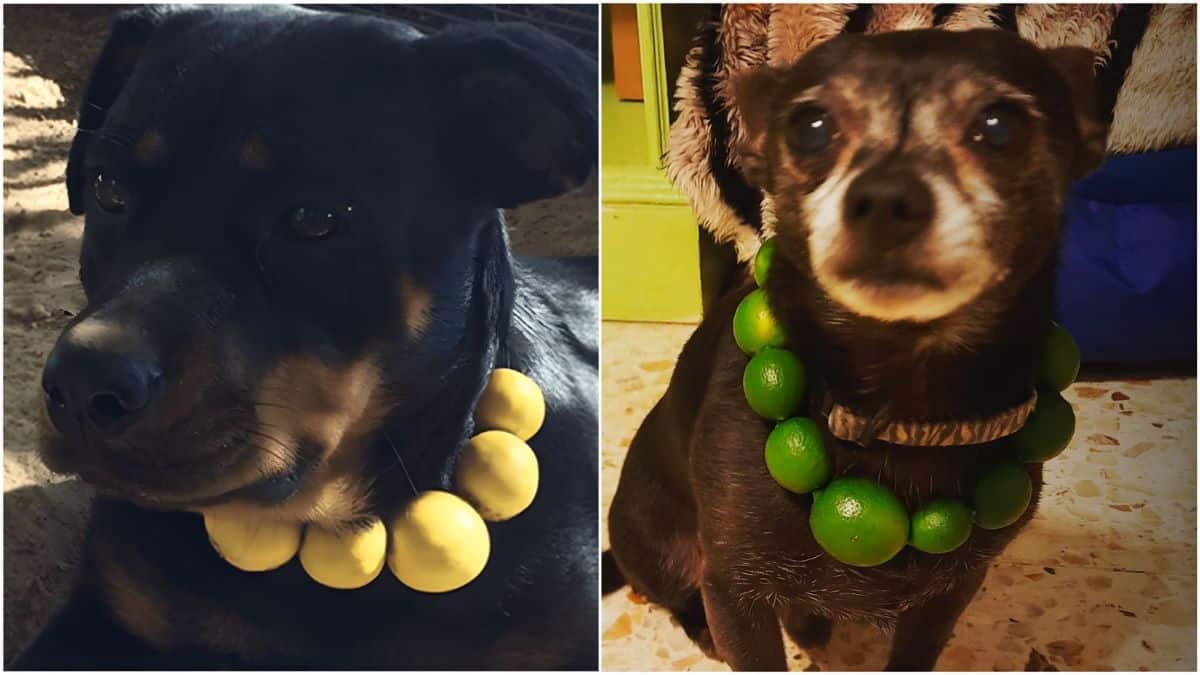 Qu'est-ce que le collier citron pour chien ? À quoi ça sert-il ?