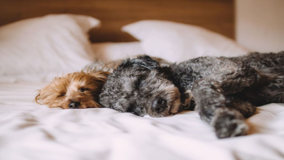 Est-il sain de dormir avec son chien ou non ? Voici la réponse des experts