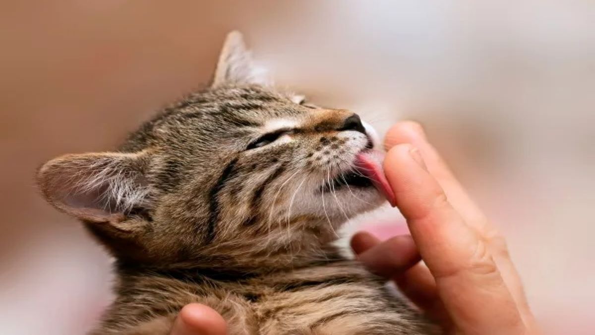 Voici les raisons d’avoir un chat ou non à la maison, prenez la bonne décision !