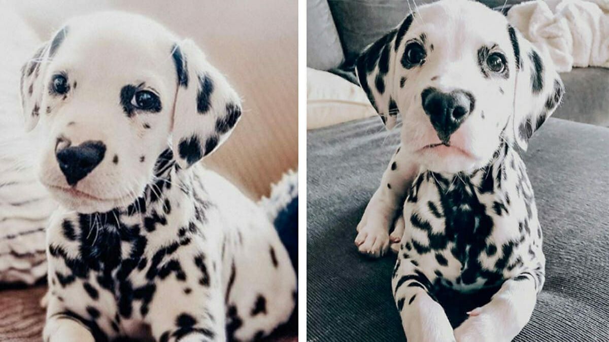 Rencontrez Wiley, un adorable chien dalmatien avec un cœur sur le museau