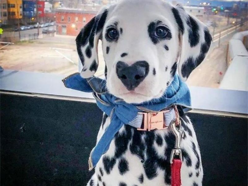 Rencontrez Wiley, le chien dalmatien le plus mignon et le plus adorable avec un cœur dans le museau