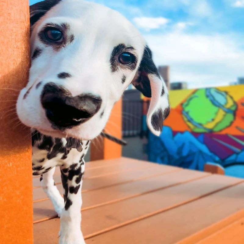 Rencontrez Wiley, le chien dalmatien le plus mignon et le plus adorable avec un cœur dans le museau