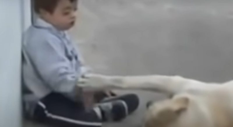 Un garçon de 3 ans trisomique n’a pas un seul ami, ce chien va changer sa vie à tout jamais