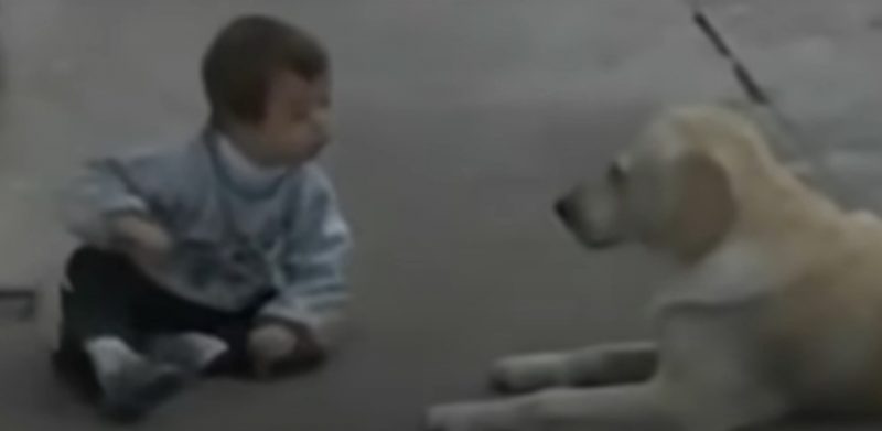 Un garçon de 3 ans trisomique n’a pas un seul ami, ce chien va changer sa vie à tout jamais
