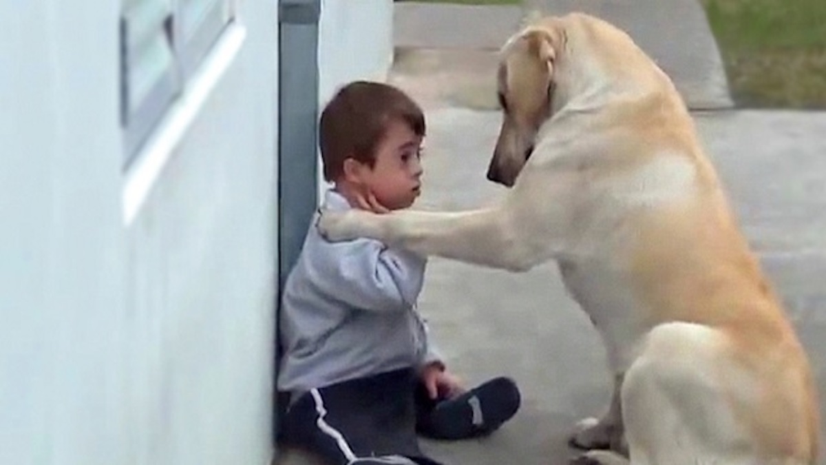 Un garçon de 3 ans trisomique n’a pas un seul ami, ce chien va changer sa vie à tout jamais