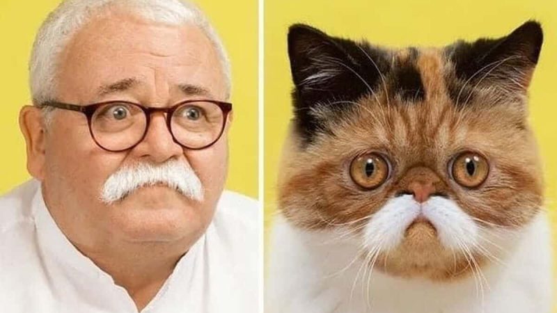 Un homme photographie des chats avec leurs propriétaires et le résultat est incroyable